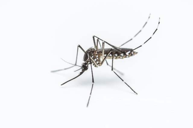 Provvedimenti e controllo infestazione zanzare
